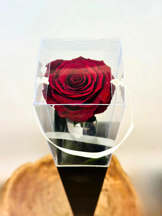 Longlife Roos "Sealed Love" in giftbox (donkerrood) - 70 cm