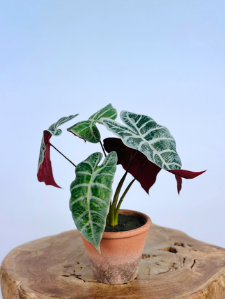 Kunstplant - Calathea Orbifolia in pot - 32cm