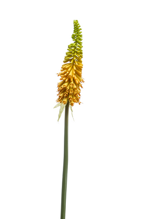 Zijden bloem "Kniphofia" spray yellow | 85 cm