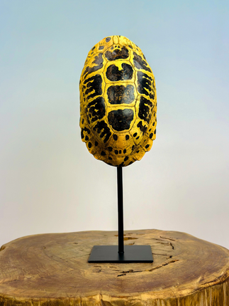Turtle shell on stand | 13x11x34cm