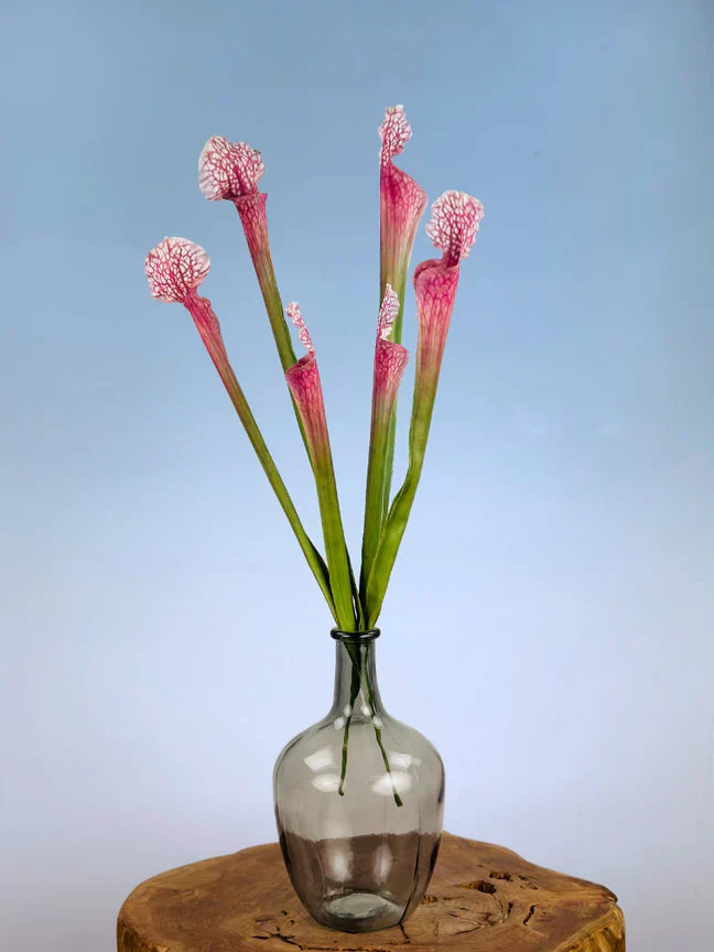 Wat zijn zijden planten?
