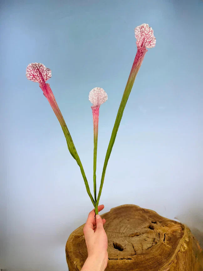 Hoe lang gaan zijden planten mee?