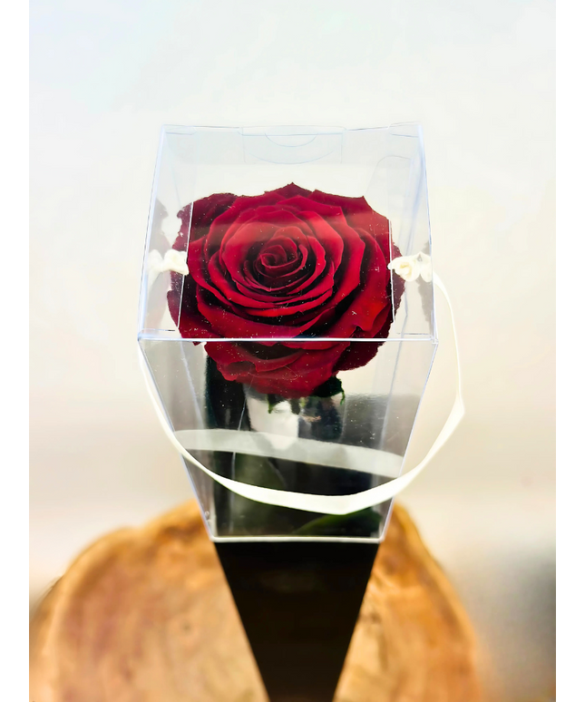 Longlife Roos "Sealed Love" in giftbox (donkerrood) - 70 cm