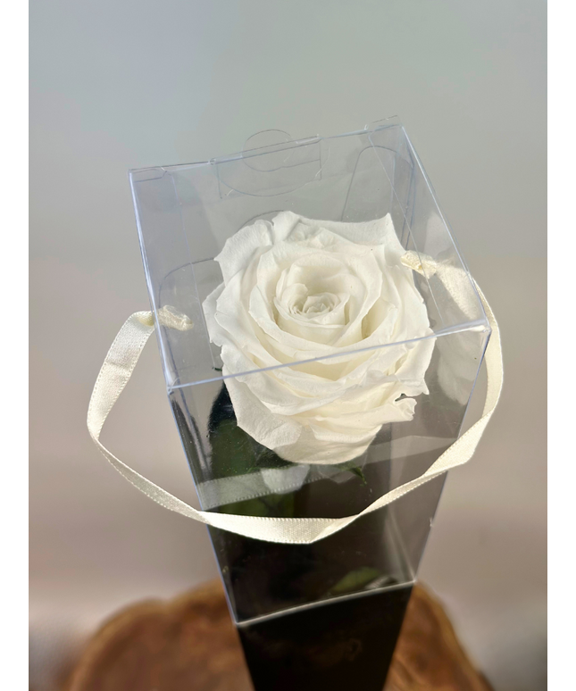 Longlife Roos "Sealed Love" in giftbox (wit) - 70 cm