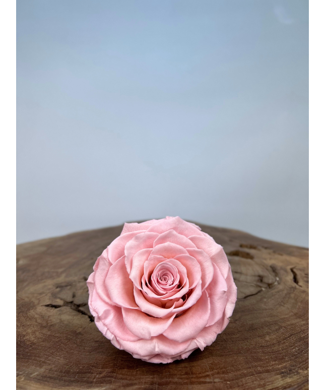 DIY | Longlife rozenkop - Roze