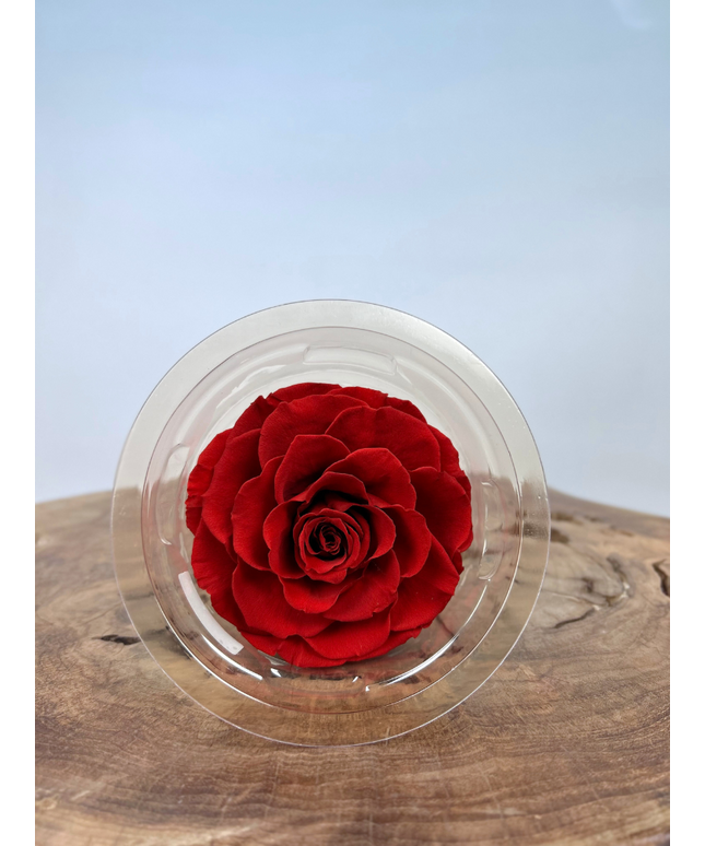 DIY | Longlife rozenkop - Rood