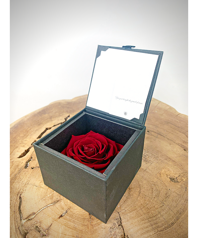 Longlife Roos 'donkerrood' in giftbox | SMALL