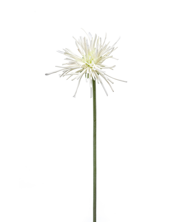 Zijden bloem "Gerbera spider RT white | 60 cm