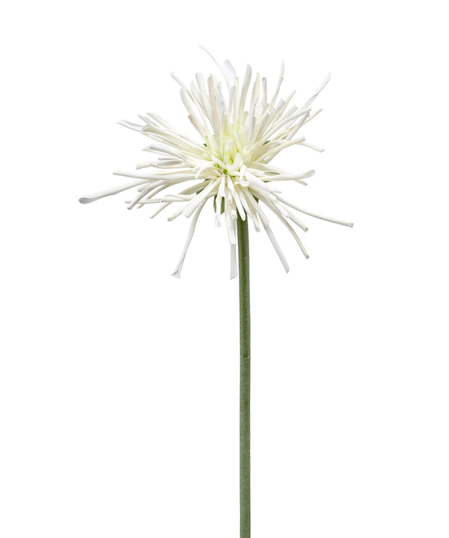 Zijden bloem "Gerbera spider RT white | 60 cm