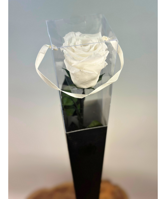 Longlife Roos "Sealed Love" in giftbox (wit) - 30 cm