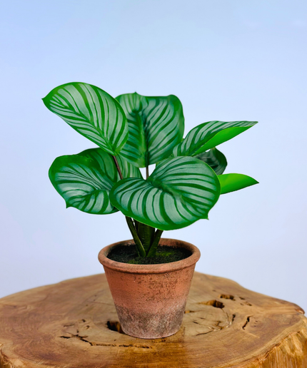 Kunstplant -Alocasia in pot - 29cm