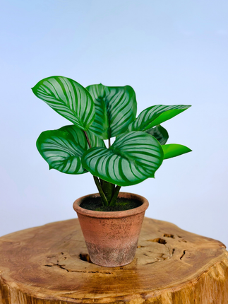 Kunstplant -Alocasia in pot - 29cm