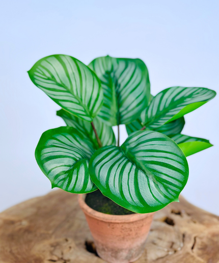 Kunstplant -Alocasia in pot - 29cm