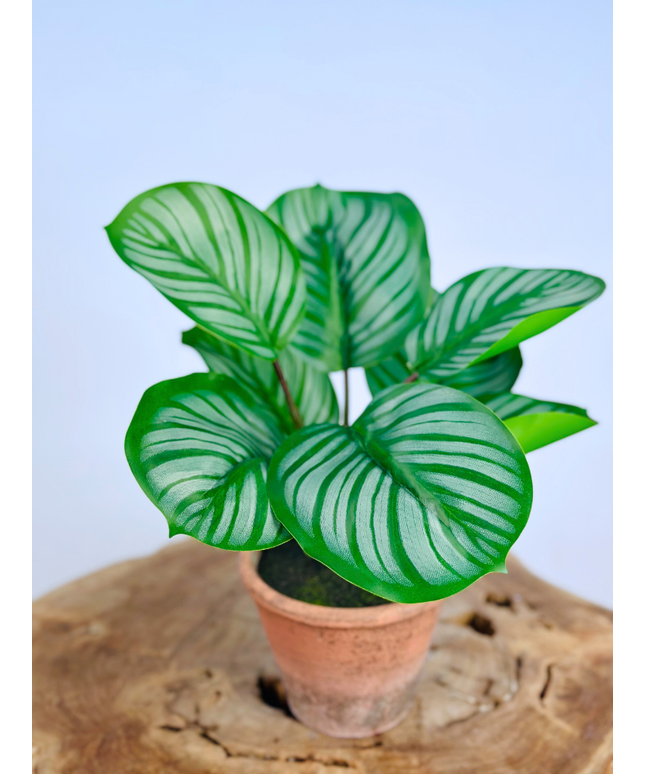 Kunstplant -Alocasia in pot - 29cm