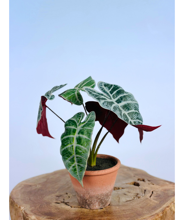 Kunstplant - Calathea Orbifolia in pot - 32cm