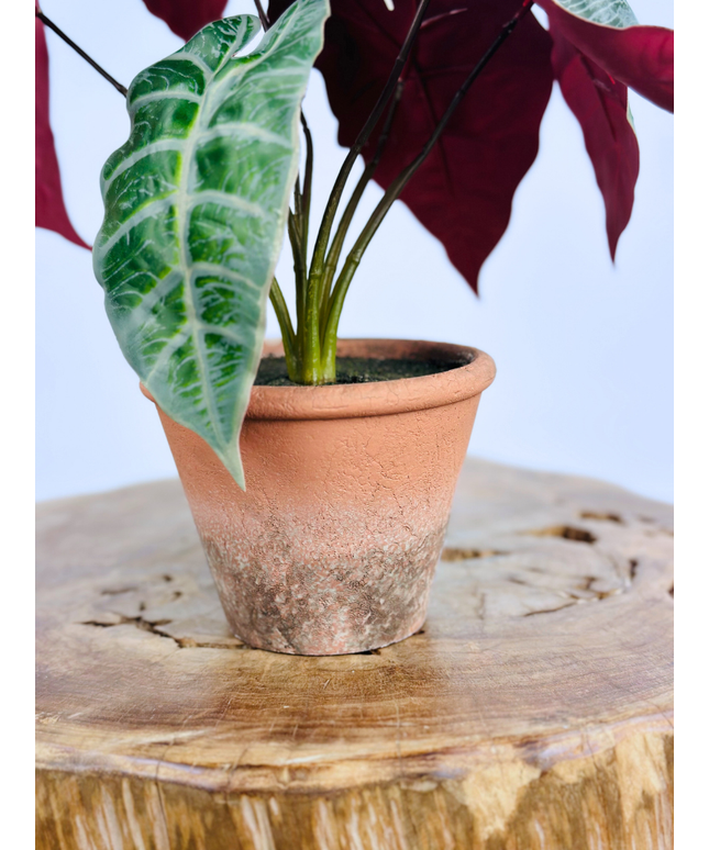 Kunstplant - Calathea Orbifolia in pot - 32cm