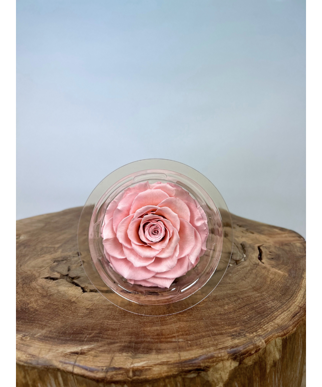 DIY | Longlife rozenkop - Roze