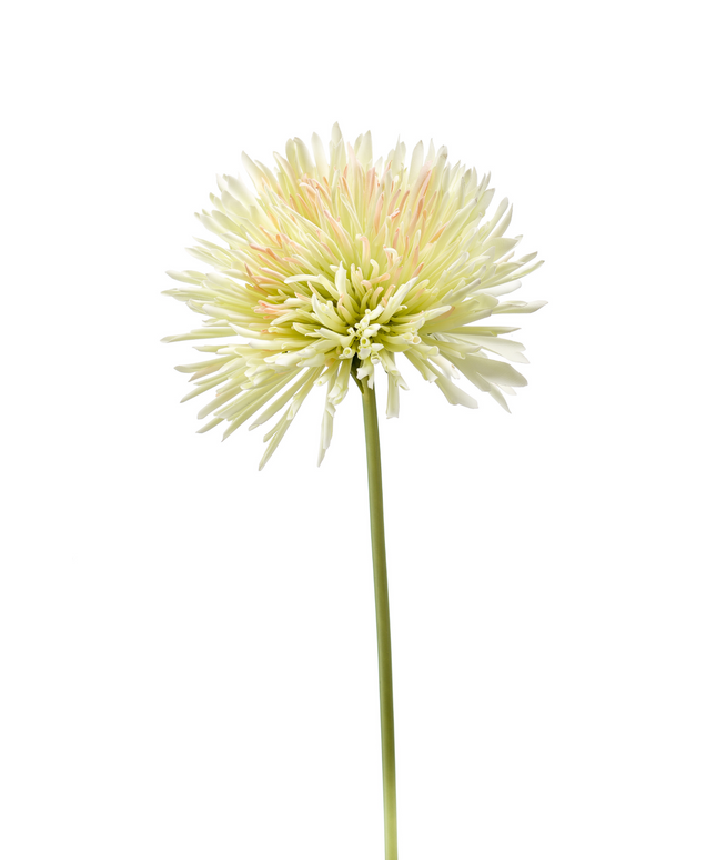 Zijden bloem "Chrysanthemum" Spray light green | 58 cm