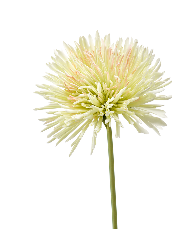 Zijden bloem "Chrysanthemum" Spray light green | 58 cm