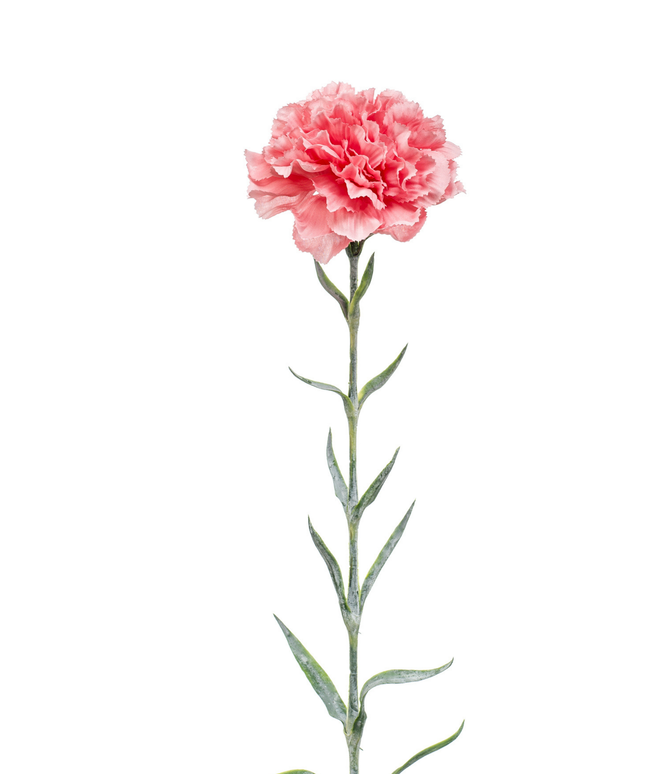 Zijden bloem "Dianthus" spray pink | 67 cm