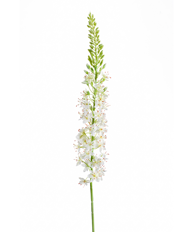 Zijden bloem "Eremurus" Spray Cream | 105cm