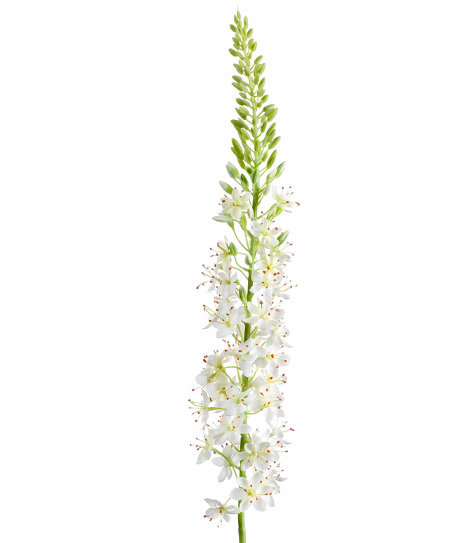 Zijden bloem "Eremurus" Spray Cream | 105cm