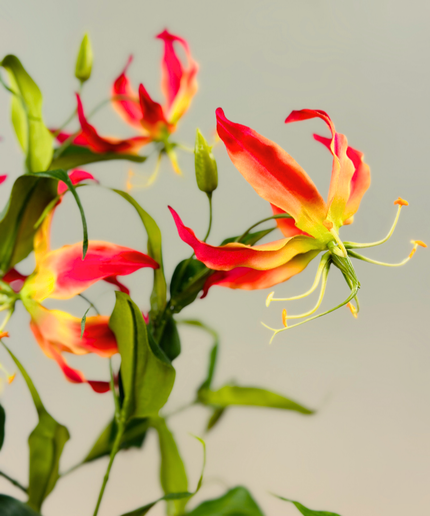 Zijden boeket "Garden of Paradise" | 70 cm