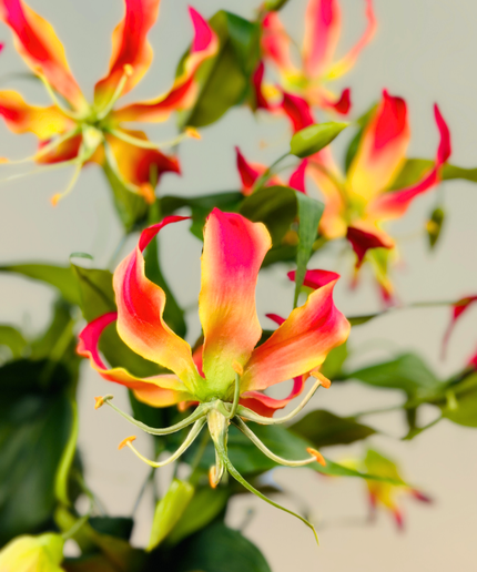 Zijden boeket "Garden of Paradise" | 70 cm