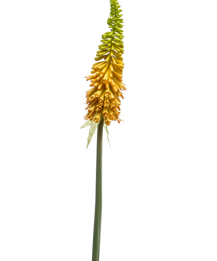 Zijden bloem "Kniphofia" spray yellow | 85 cm
