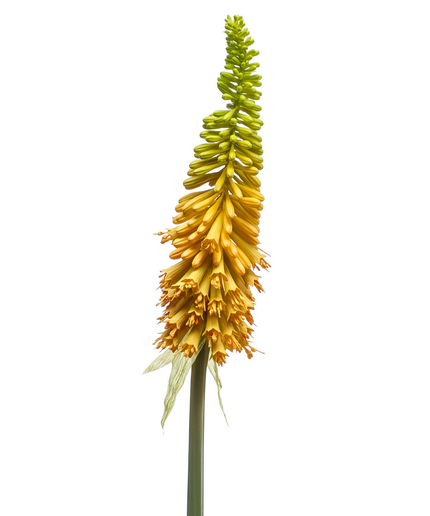 Zijden bloem "Kniphofia" spray yellow | 85 cm