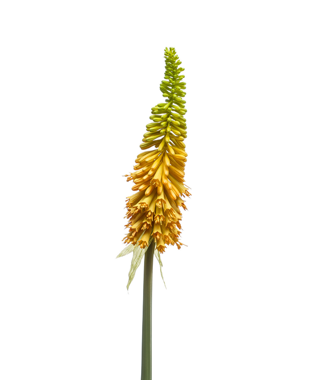 Zijden bloem "Kniphofia" spray yellow | 85 cm