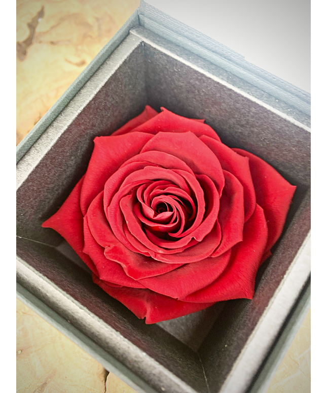 Longlife Roos 'donkerrood' in giftbox | SMALL