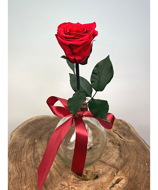 Longlife Roos rood incl. gratis vaas