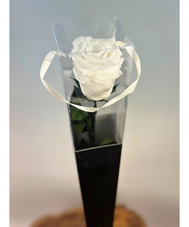 Longlife Roos "Sealed Love" in giftbox (wit) - 30 cm