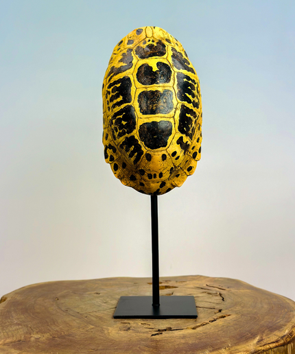 Turtle shell on stand | 13x11x34cm