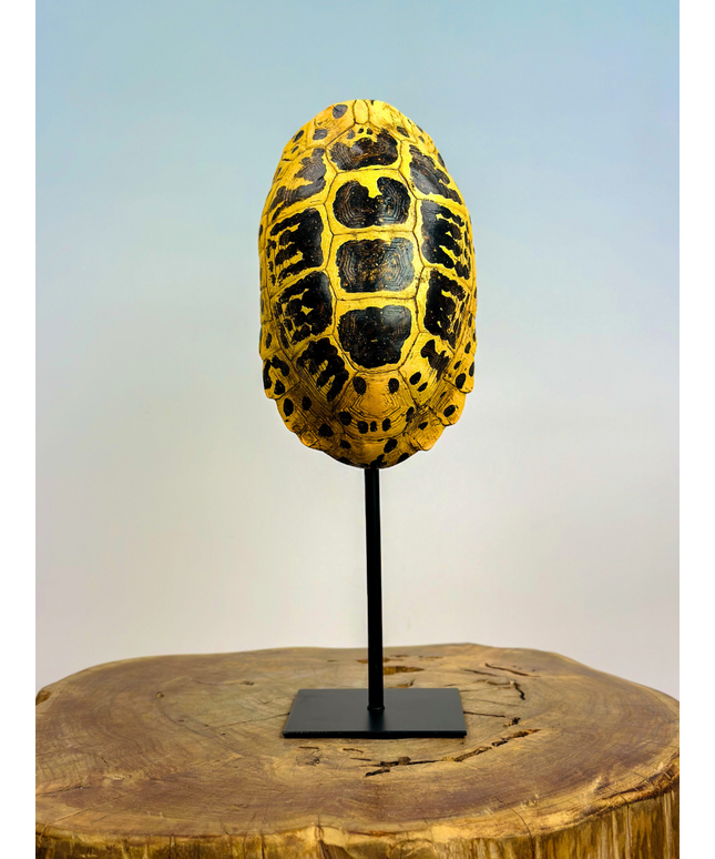 Turtle shell on stand | 13x11x34cm