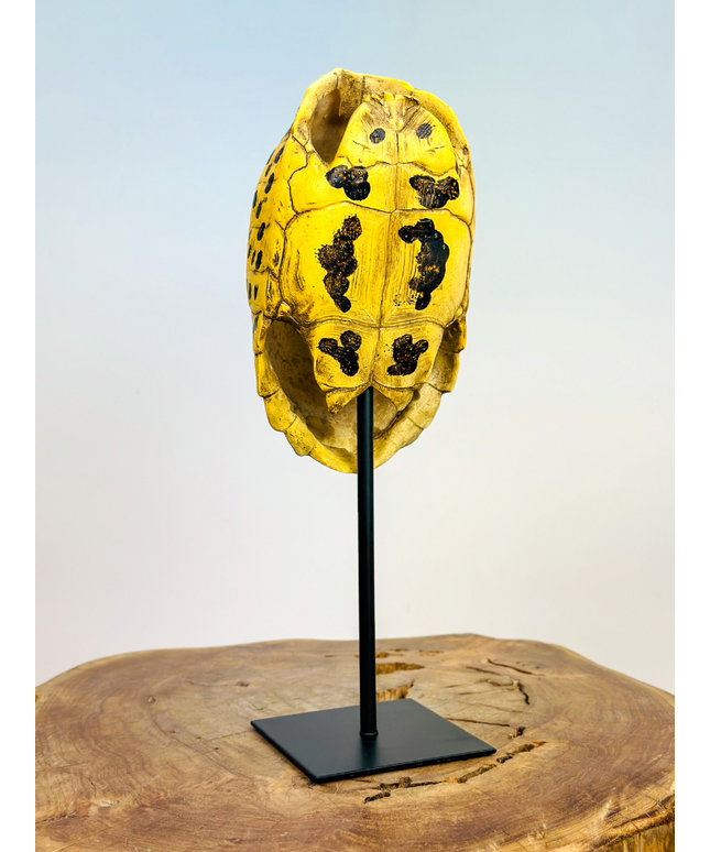 Turtle shell on stand | 13x11x34cm