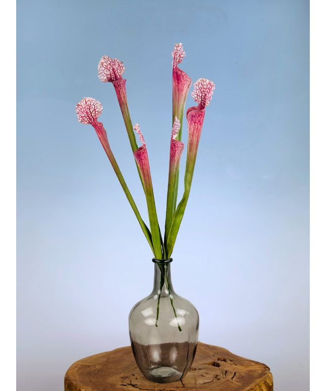 Zijden bloem Trompetbekerplant "Juthatip Soper"