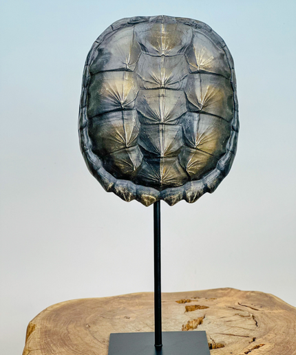 Turtle shell on stand | 20x10x40cm
