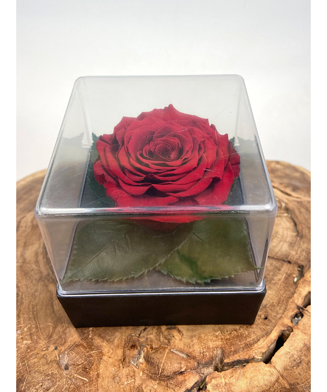 Longlife Roos in transparante giftbox