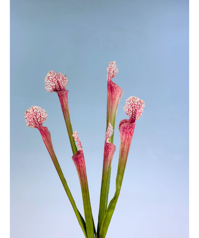 Zijden bloem Trompetbekerplant "Juthatip Soper"